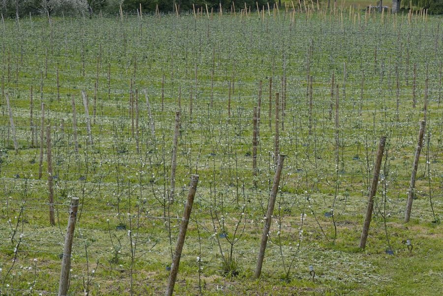 El mes de las flores convierte a Errezil, la localidad que se sitúa a los pies del monte Hernio, en el 'Jerte guipuzcoano' gracias a los miles de manzanos que se reparten por sus terrenos bajos. En este precioso rincón de Urola Costa, estos días el blancos de las flores de sus manzanos se mezcla con algunos tonos rosas, incluso fucsias en las abundantes flores que pueblan las ramas de árboles de extrañas formas.