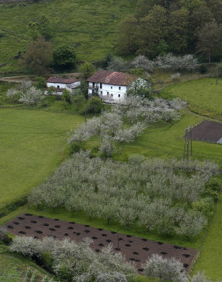 El mes de las flores convierte a Errezil, la localidad que se sitúa a los pies del monte Hernio, en el 'Jerte guipuzcoano' gracias a los miles de manzanos que se reparten por sus terrenos bajos. En este precioso rincón de Urola Costa, estos días el blancos de las flores de sus manzanos se mezcla con algunos tonos rosas, incluso fucsias en las abundantes flores que pueblan las ramas de árboles de extrañas formas.