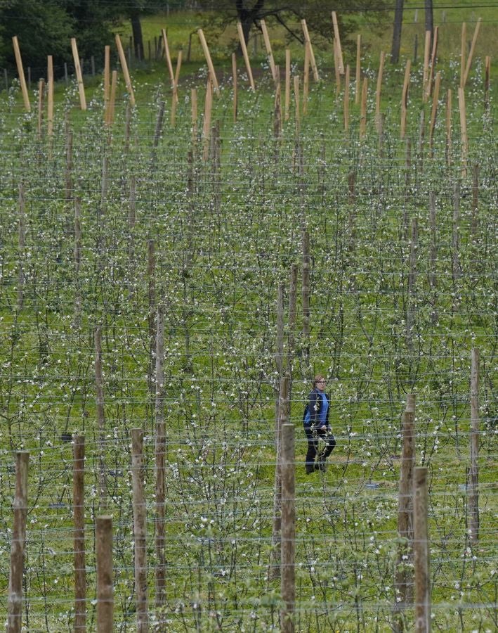 El mes de las flores convierte a Errezil, la localidad que se sitúa a los pies del monte Hernio, en el 'Jerte guipuzcoano' gracias a los miles de manzanos que se reparten por sus terrenos bajos. En este precioso rincón de Urola Costa, estos días el blancos de las flores de sus manzanos se mezcla con algunos tonos rosas, incluso fucsias en las abundantes flores que pueblan las ramas de árboles de extrañas formas.