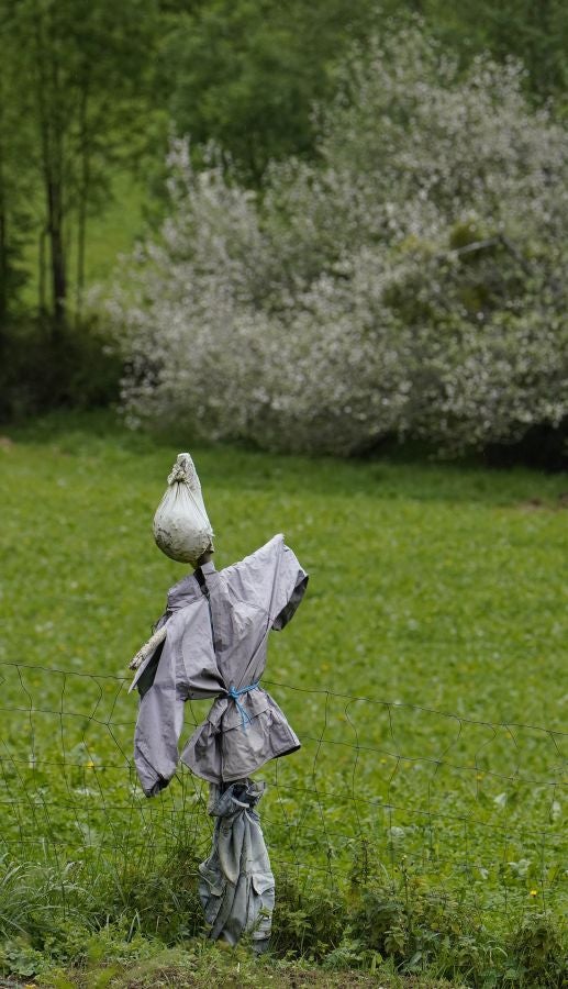 El mes de las flores convierte a Errezil, la localidad que se sitúa a los pies del monte Hernio, en el 'Jerte guipuzcoano' gracias a los miles de manzanos que se reparten por sus terrenos bajos. En este precioso rincón de Urola Costa, estos días el blancos de las flores de sus manzanos se mezcla con algunos tonos rosas, incluso fucsias en las abundantes flores que pueblan las ramas de árboles de extrañas formas.