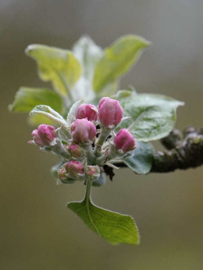 El mes de las flores convierte a Errezil, la localidad que se sitúa a los pies del monte Hernio, en el 'Jerte guipuzcoano' gracias a los miles de manzanos que se reparten por sus terrenos bajos. En este precioso rincón de Urola Costa, estos días el blancos de las flores de sus manzanos se mezcla con algunos tonos rosas, incluso fucsias en las abundantes flores que pueblan las ramas de árboles de extrañas formas.