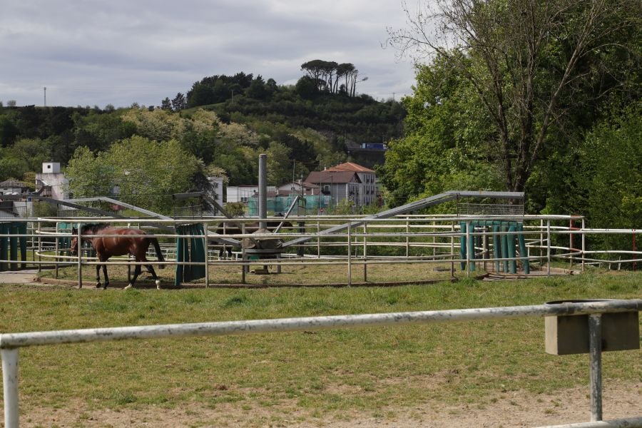 Lore Toki ofrece sus caballos sementales a criadores y ganaderos para la cubrición de sus yeguas 