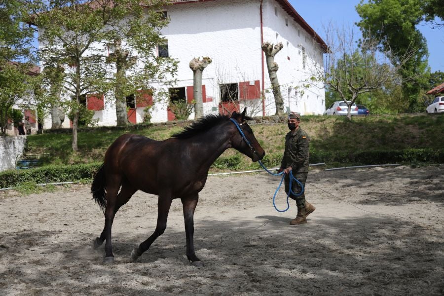 Lore Toki ofrece sus caballos sementales a criadores y ganaderos para la cubrición de sus yeguas 