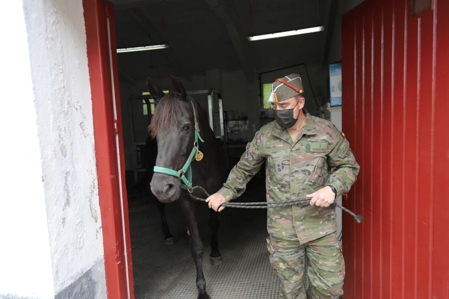 Lore Toki ofrece sus caballos sementales a criadores y ganaderos para la cubrición de sus yeguas 