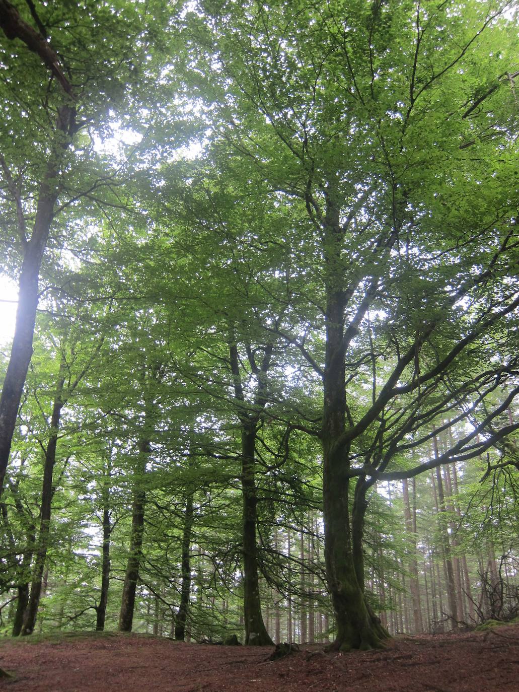 Fotos: Ascenso a Ireber (Navarra)