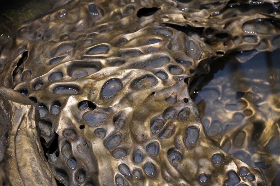 Fotos de Hondalea, la obra de Cristina Iglesias en la isla Santa Clara