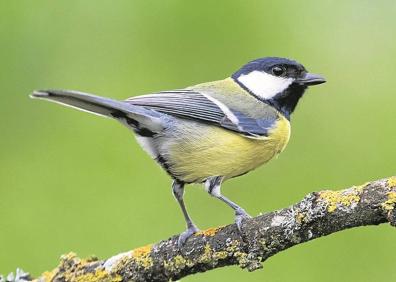 Imagen secundaria 1 - Un mirlo en un parque de San Sebastián. Un carbonero apostado en un árbol. Una urraca descansa apoyada en una rama en el entorno de Donostia.