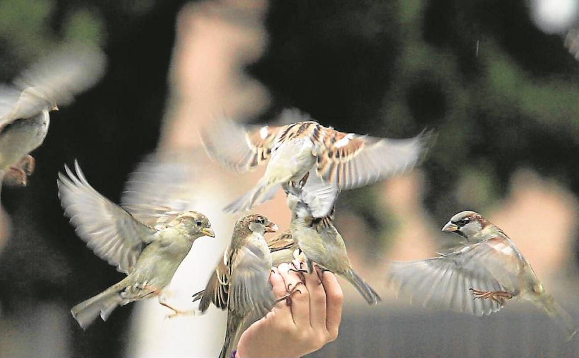 Gorriones se acercan a una persona que les da de comer. 