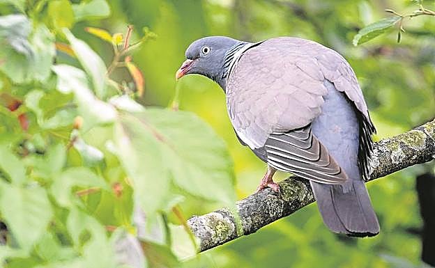 Paloma torcaz, especie que empieza a aclimatarse a San Sebastián. 