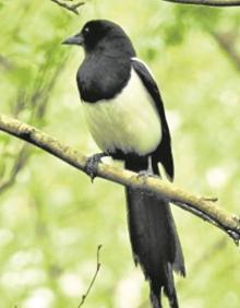 Imagen secundaria 2 - Un mirlo en un parque de San Sebastián. Un carbonero apostado en un árbol. Una urraca descansa apoyada en una rama en el entorno de Donostia.