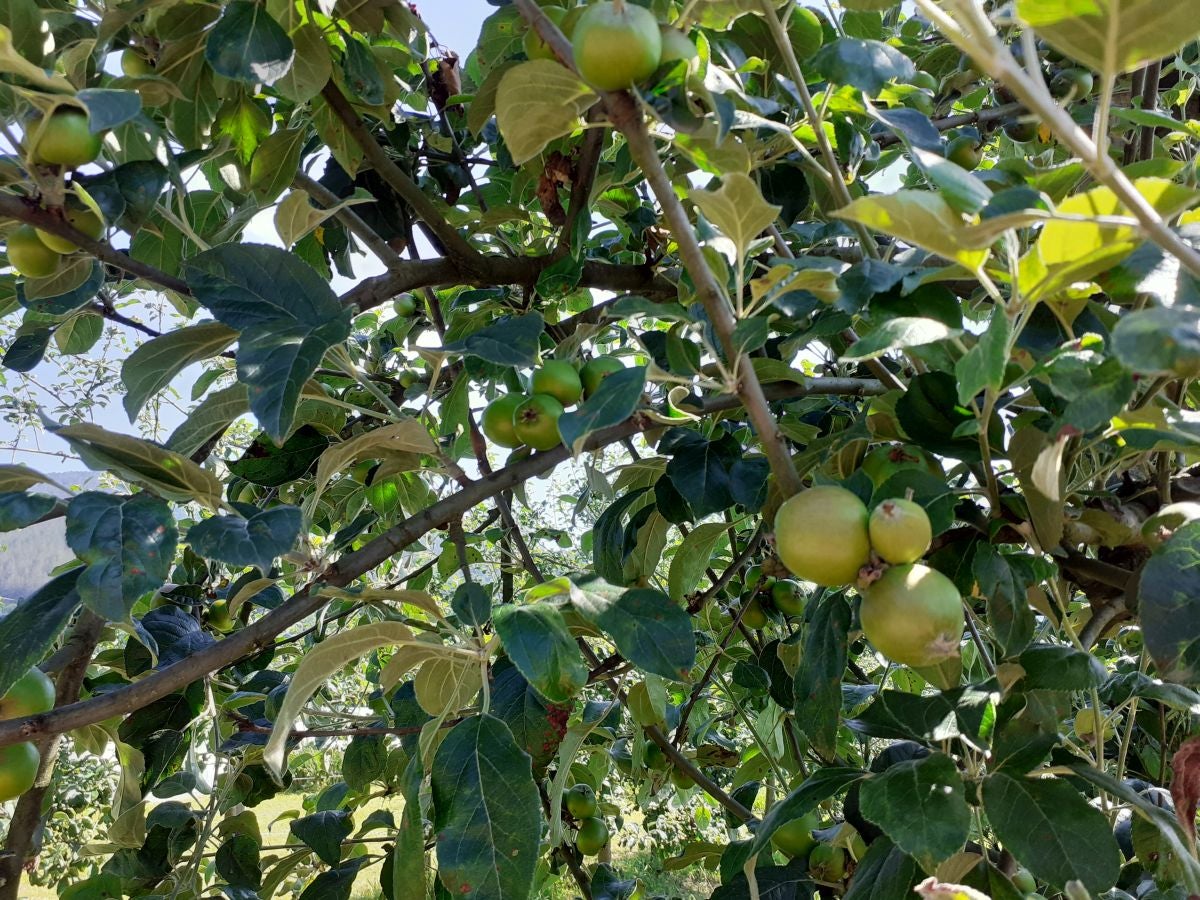 Belkoain, discreta morada ancestral