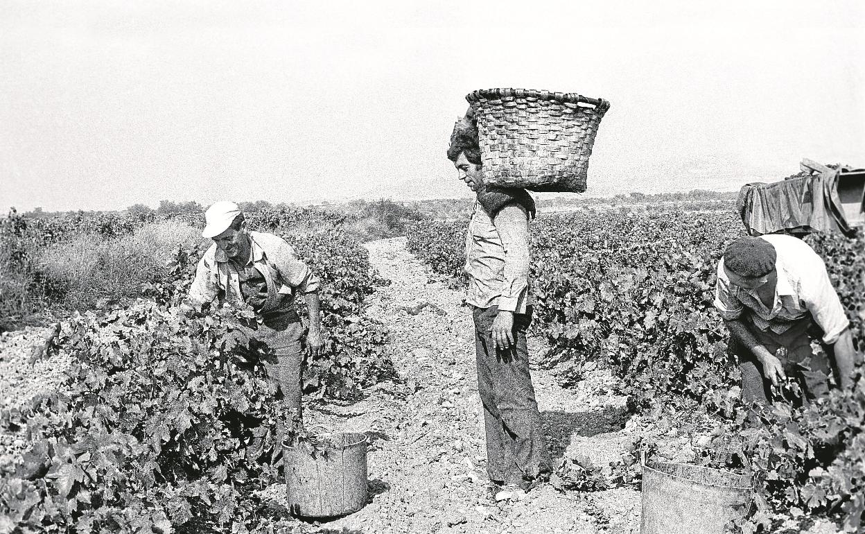 Unos temporeros recogen uvas durante la época de vendimia en la década de los 80.