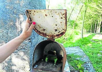 Imagen secundaria 1 - Dolmen de Belkoain situado en un lugar con magníficas vistas. ¡Sorpresa! El buzón de esta cima tiene sorpresa. Parte del cartel en la zona de la cima con datos y fotos históricas.