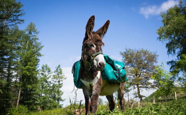 Bonita imagen de uno de los animales de Aritz y Elena que participará en los recorridos. 