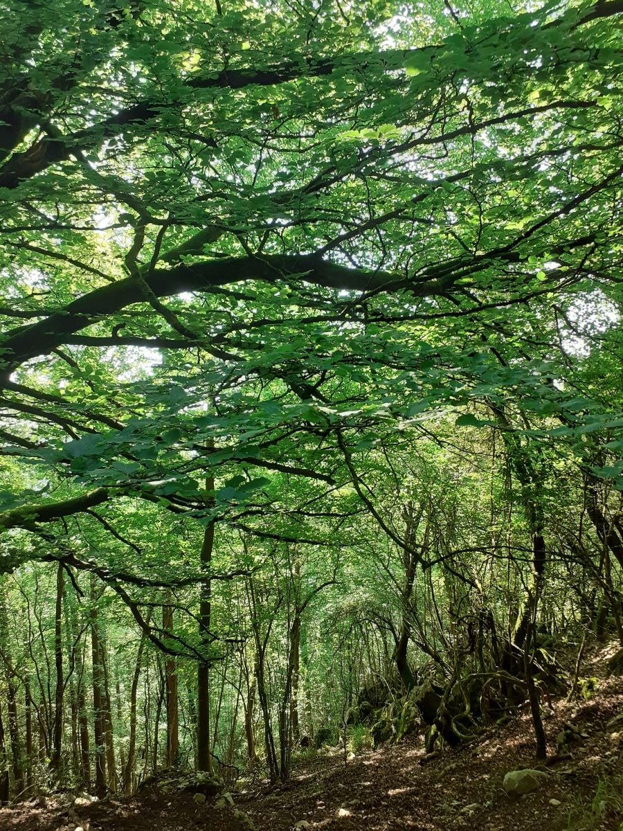 Discreta cumbre desde la que se contempla la fuerza del mar que a lo largo de millones de años ha esculpido nuestra costa, dejando al descubierto grandes tesoros fósiles