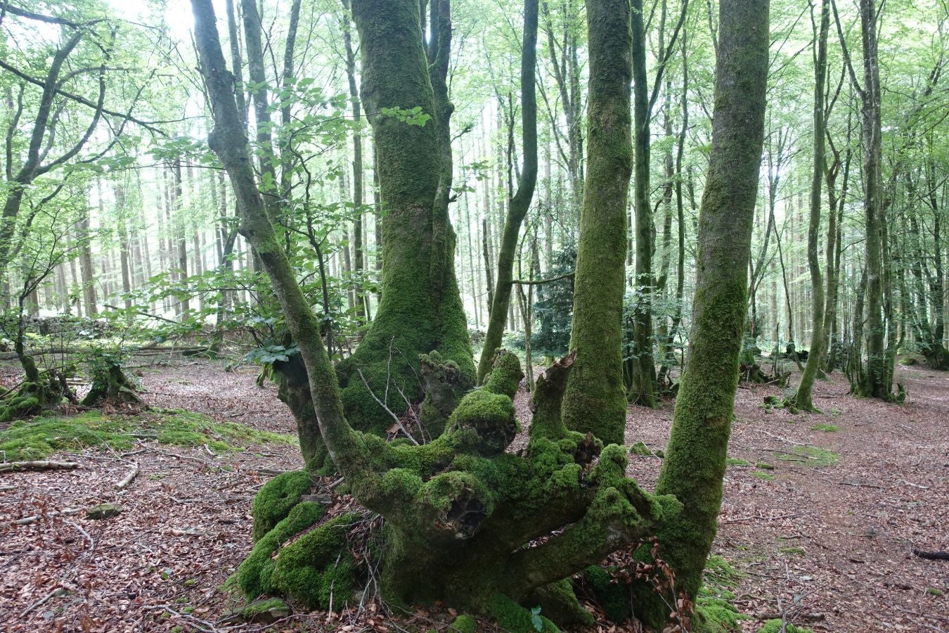 Sus 801 metros de altitud no le hacen uno de los montes más destacables, pero su peculiar cima lo convierte en uno de los que hay que conocer