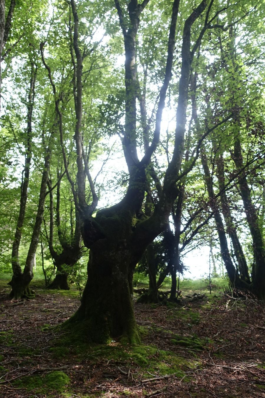 Sus 801 metros de altitud no le hacen uno de los montes más destacables, pero su peculiar cima lo convierte en uno de los que hay que conocer