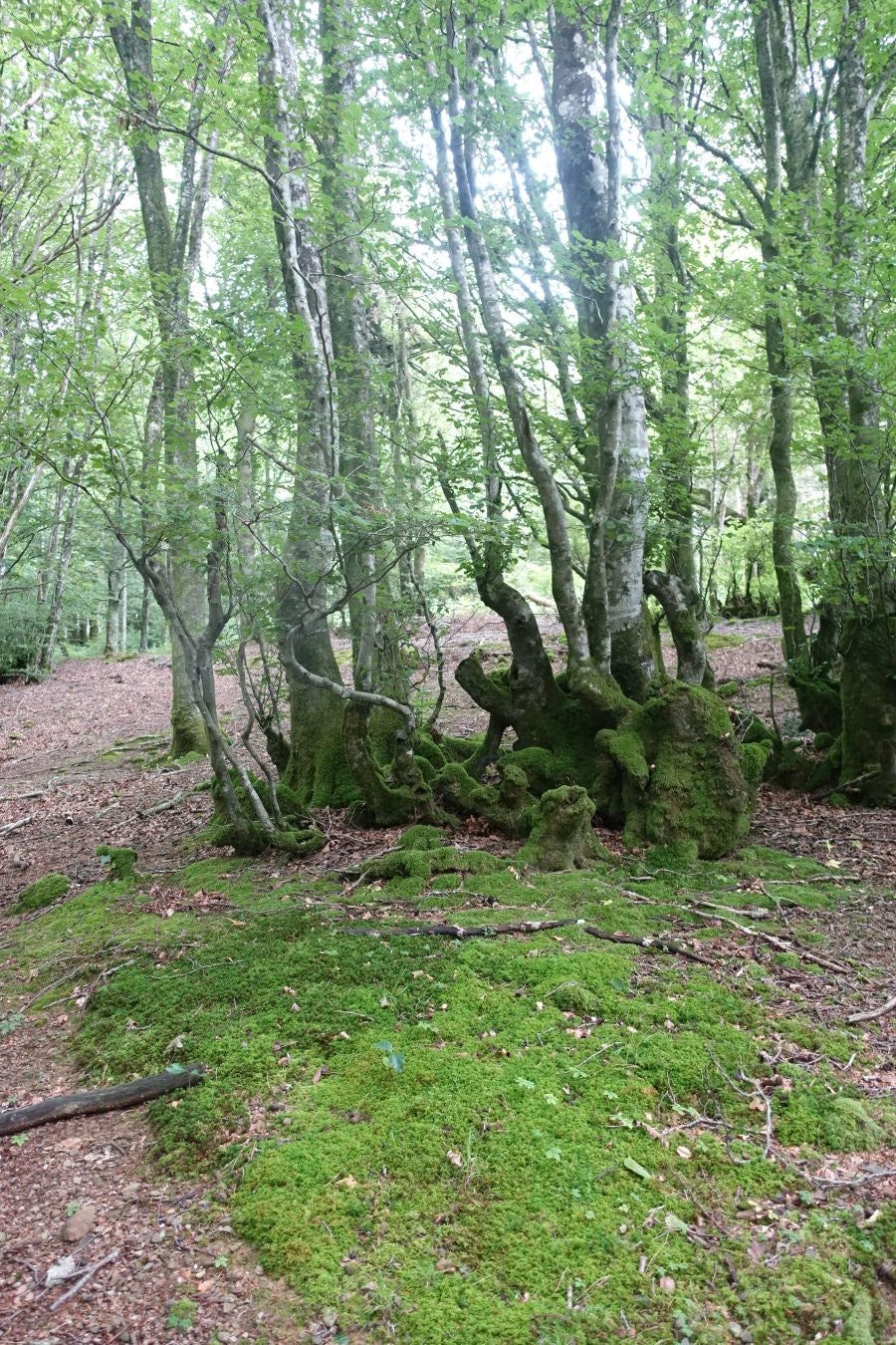 Sus 801 metros de altitud no le hacen uno de los montes más destacables, pero su peculiar cima lo convierte en uno de los que hay que conocer