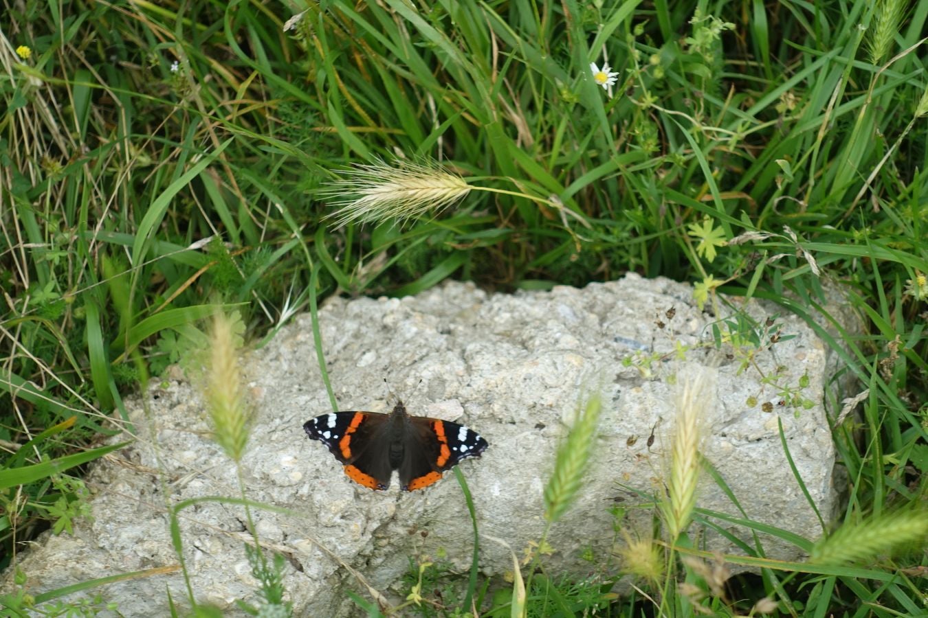 Sus 801 metros de altitud no le hacen uno de los montes más destacables, pero su peculiar cima lo convierte en uno de los que hay que conocer