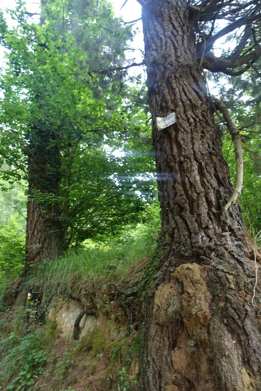 Sus 801 metros de altitud no le hacen uno de los montes más destacables, pero su peculiar cima lo convierte en uno de los que hay que conocer