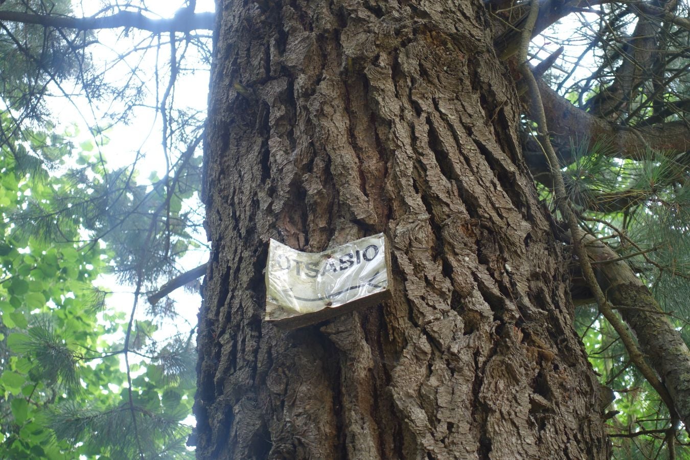 Sus 801 metros de altitud no le hacen uno de los montes más destacables, pero su peculiar cima lo convierte en uno de los que hay que conocer