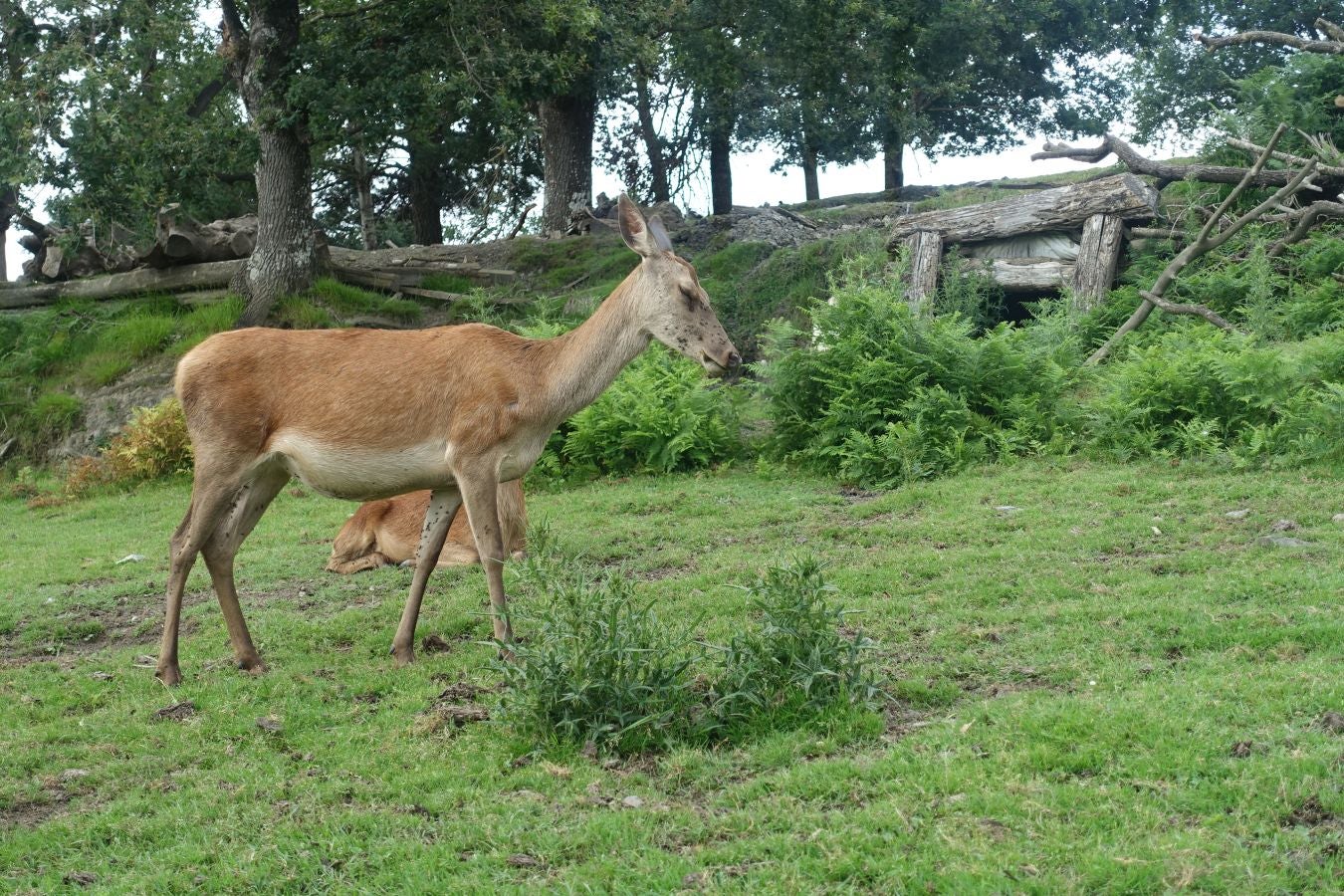 Sus 801 metros de altitud no le hacen uno de los montes más destacables, pero su peculiar cima lo convierte en uno de los que hay que conocer