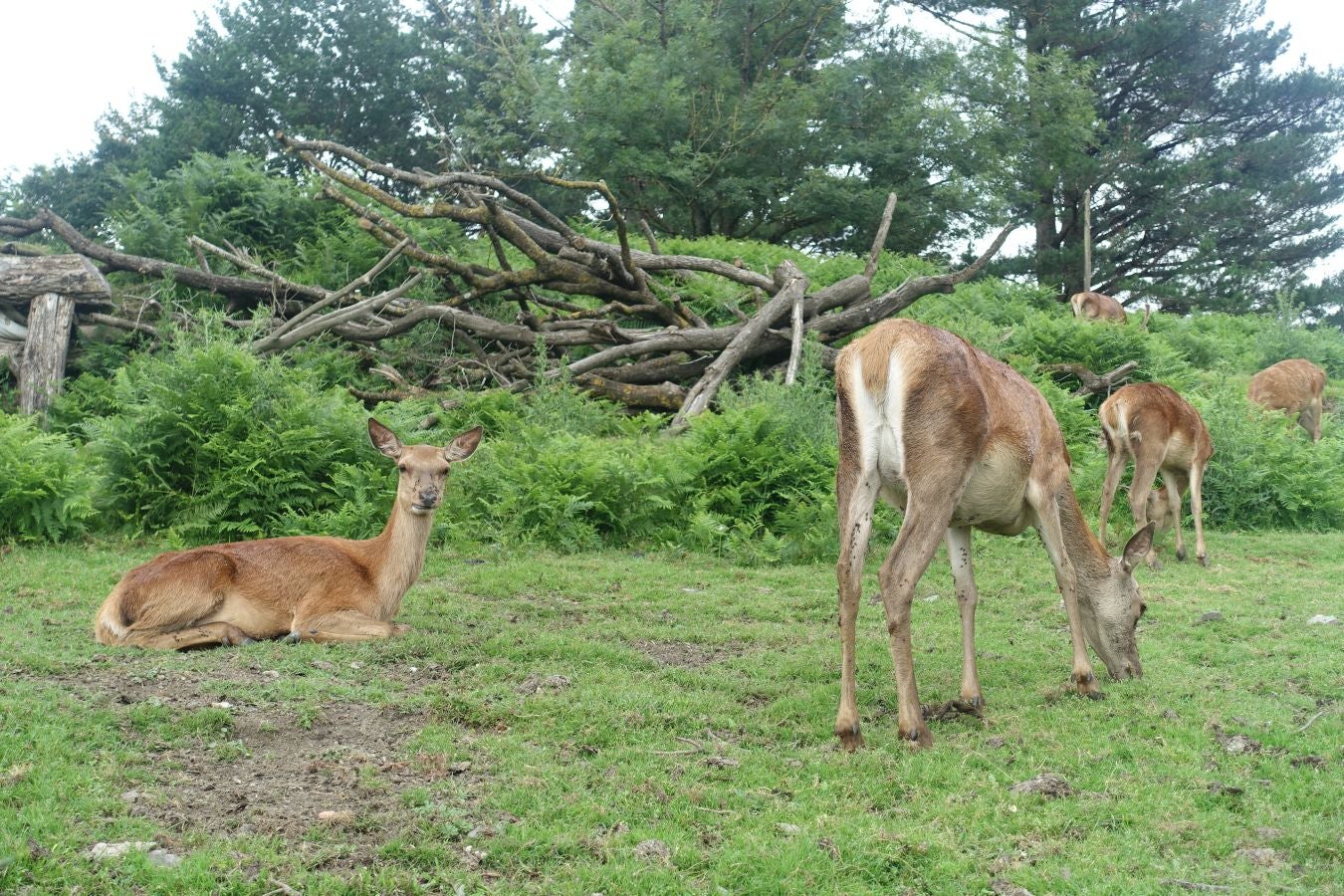 Sus 801 metros de altitud no le hacen uno de los montes más destacables, pero su peculiar cima lo convierte en uno de los que hay que conocer