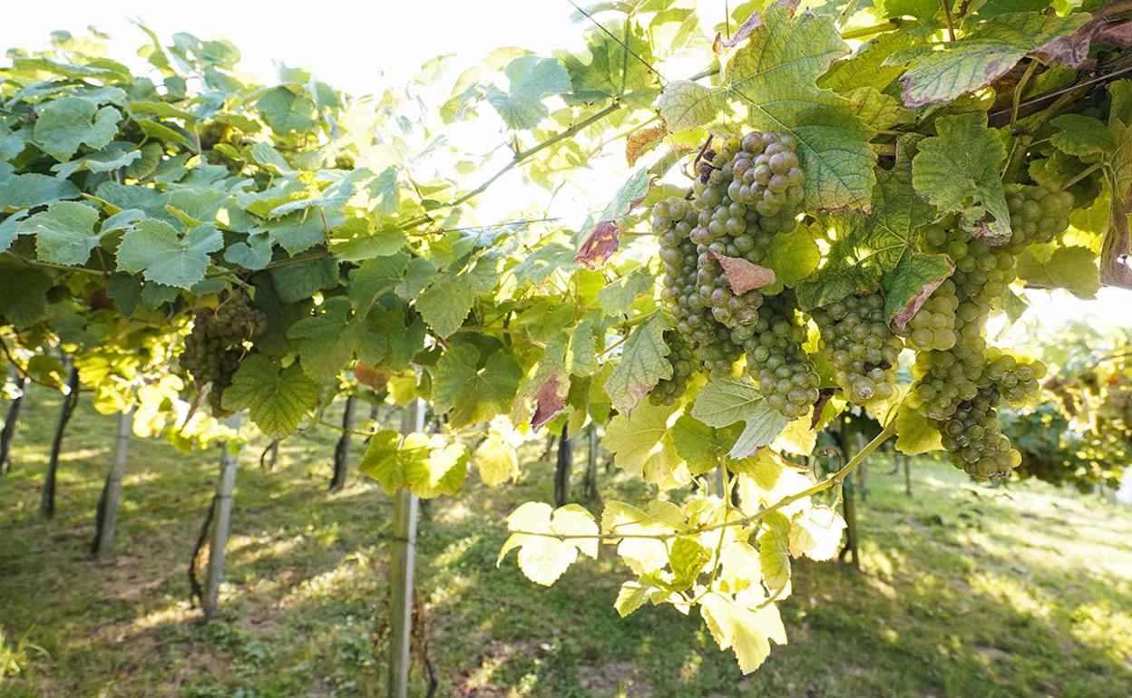 La cosecha 2020 ha sido catalogada como 'extraordinaria'. 