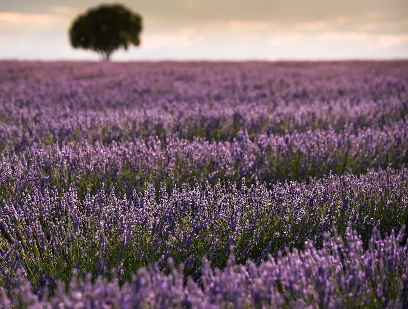 Como cada mes de julio, los campos de Brihuega ( La Alcarria, Guadalajara) ofrecen un espectacular paisaje teñido de morado con la floración del la planta aromática.