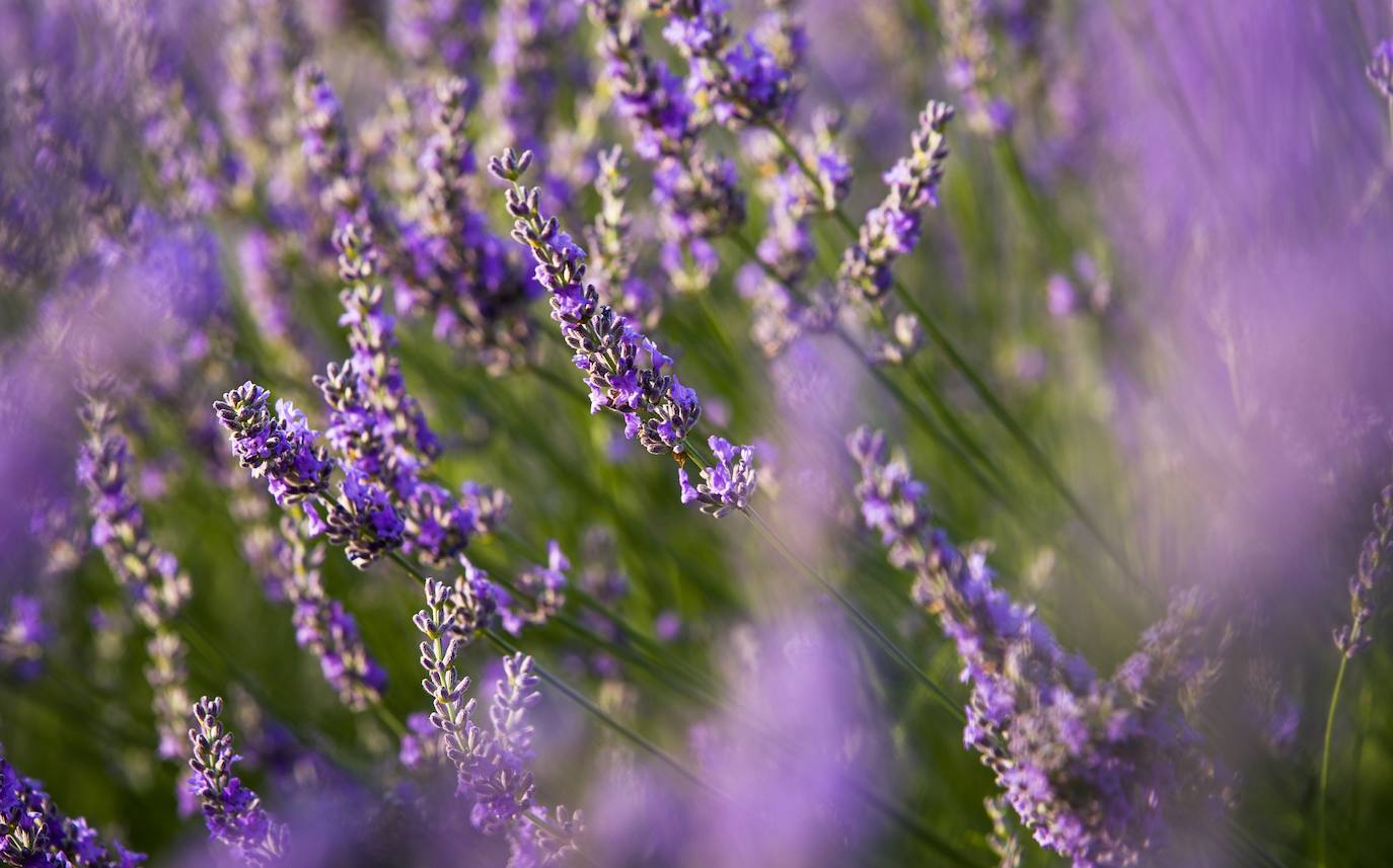 Como cada mes de julio, los campos de Brihuega ( La Alcarria, Guadalajara) ofrecen un espectacular paisaje teñido de morado con la floración del la planta aromática.