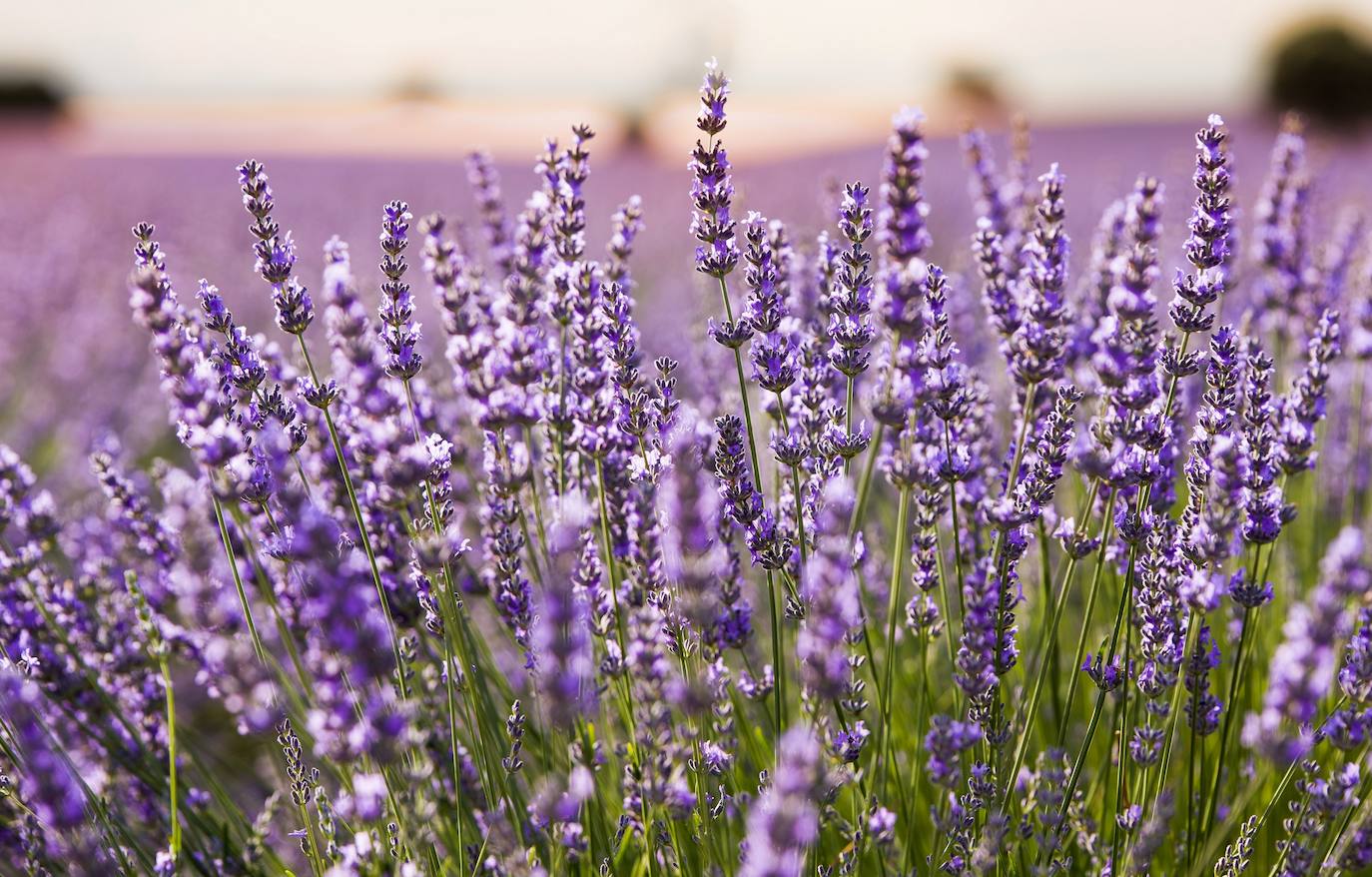 Como cada mes de julio, los campos de Brihuega ( La Alcarria, Guadalajara) ofrecen un espectacular paisaje teñido de morado con la floración del la planta aromática.