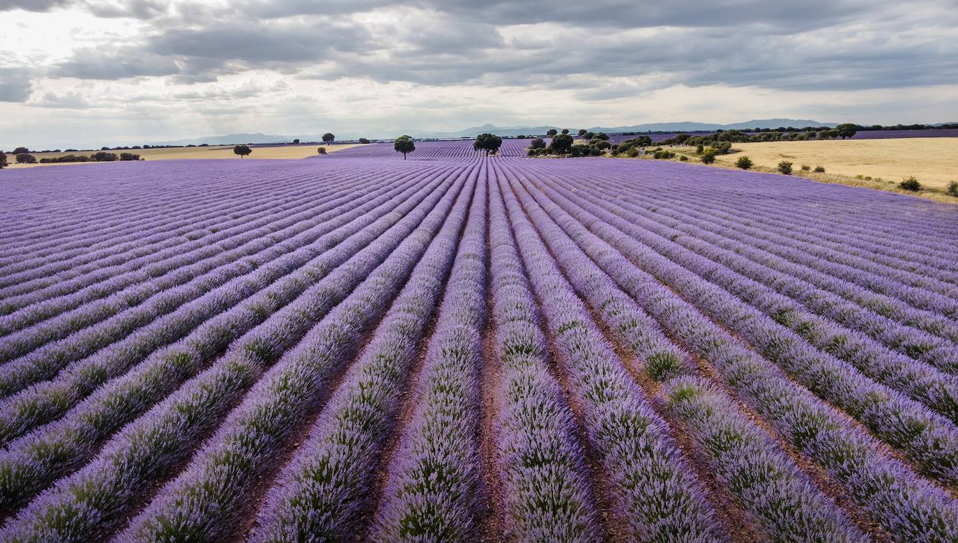 Como cada mes de julio, los campos de Brihuega ( La Alcarria, Guadalajara) ofrecen un espectacular paisaje teñido de morado con la floración del la planta aromática.