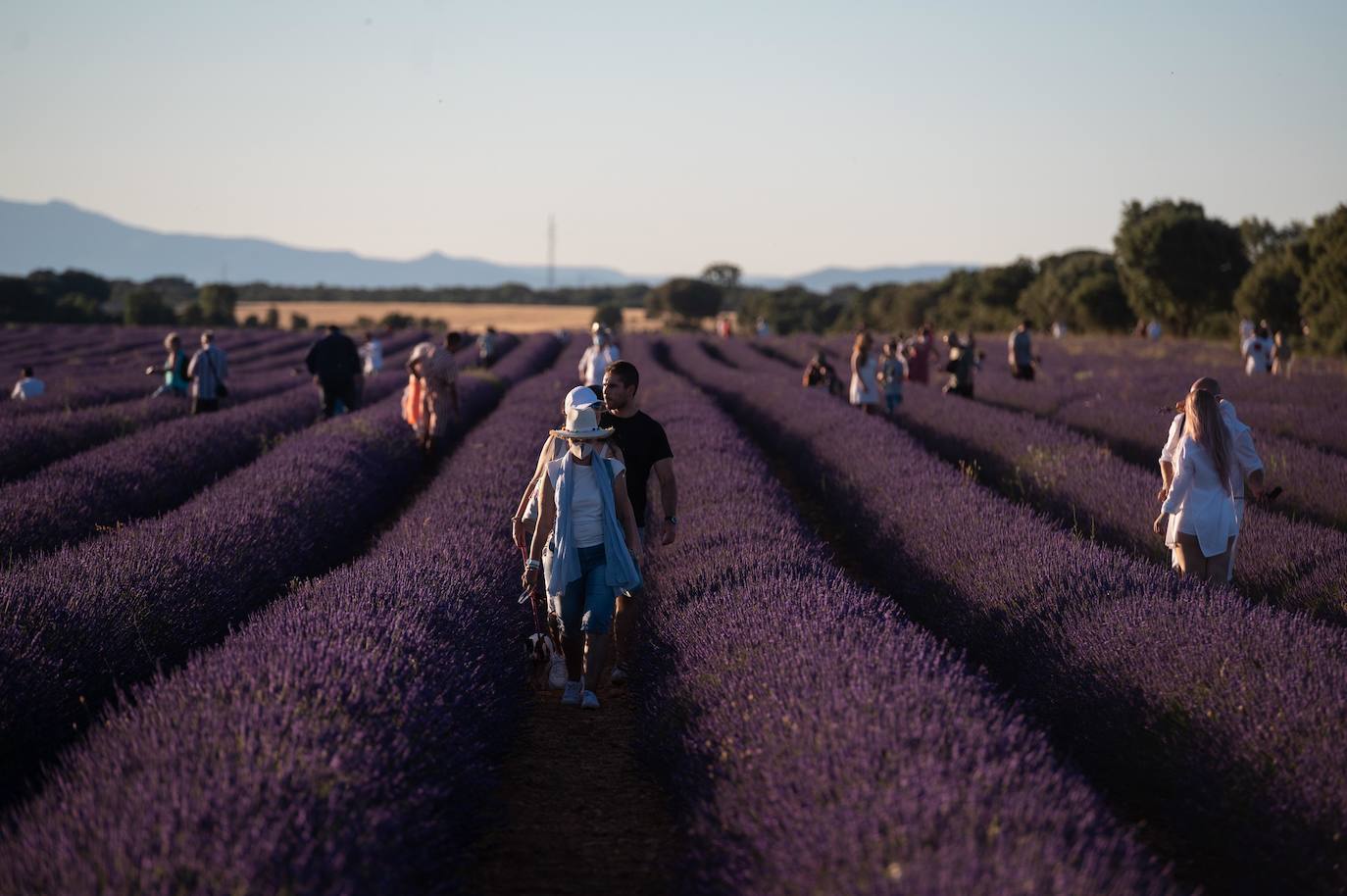 Como cada mes de julio, los campos de Brihuega ( La Alcarria, Guadalajara) ofrecen un espectacular paisaje teñido de morado con la floración del la planta aromática.