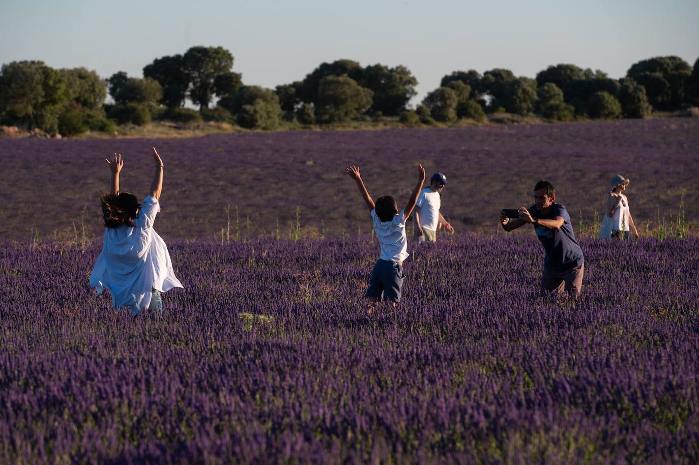 Como cada mes de julio, los campos de Brihuega ( La Alcarria, Guadalajara) ofrecen un espectacular paisaje teñido de morado con la floración del la planta aromática.
