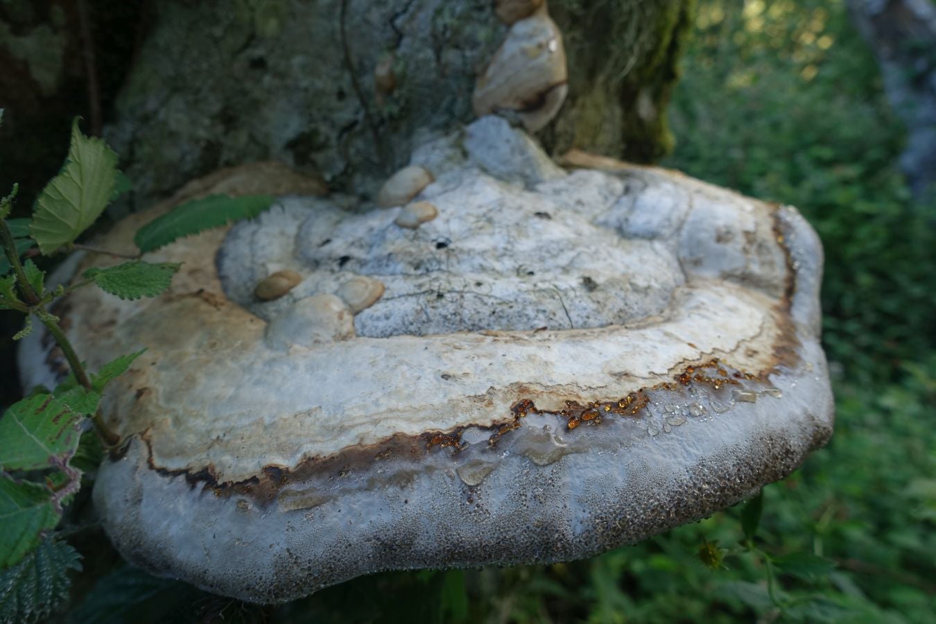 La cima más popular de la sierra de Aloña ofrece una magníficas vistas del Alto Deba y los montes que le rodean