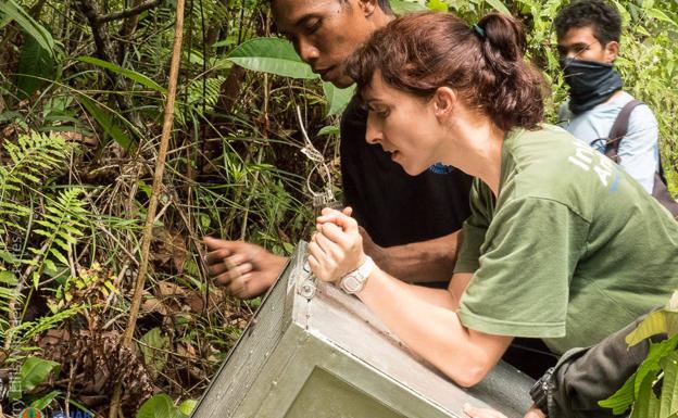 lano devuelve a un orangután rescatado a su hábitat natural, en la isla de Borneo.