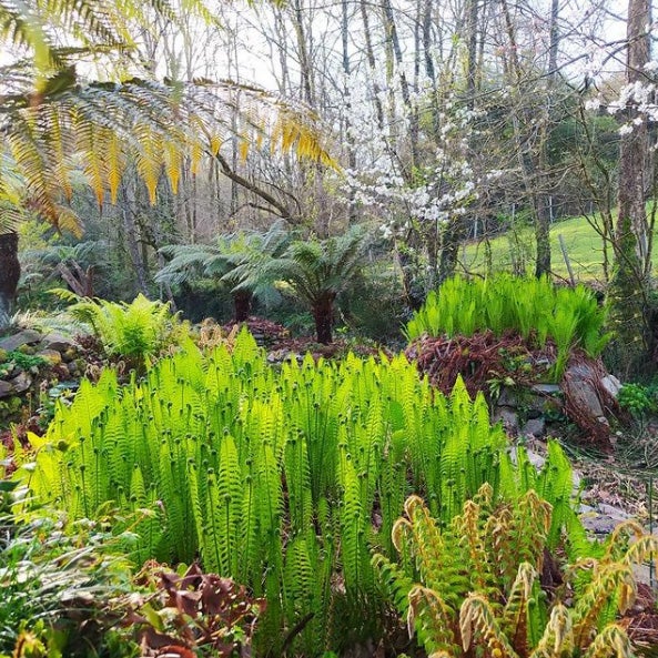 20.000 metros cuadrados de jardines albergan abundantes colecciones botánicas