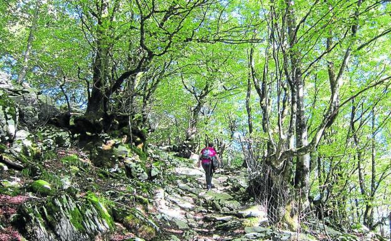 Hernio-Gazume: Paseo entre espectaculares árboles centenarios