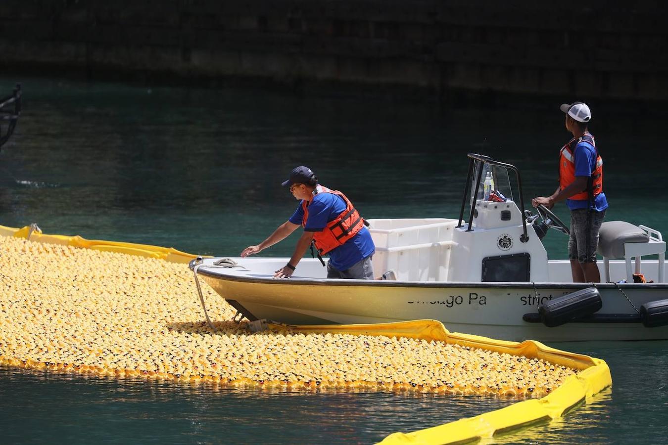 Fotos: Al agua patos: miles de patitos de goma «nadan» en una carrera en el río de Chicago