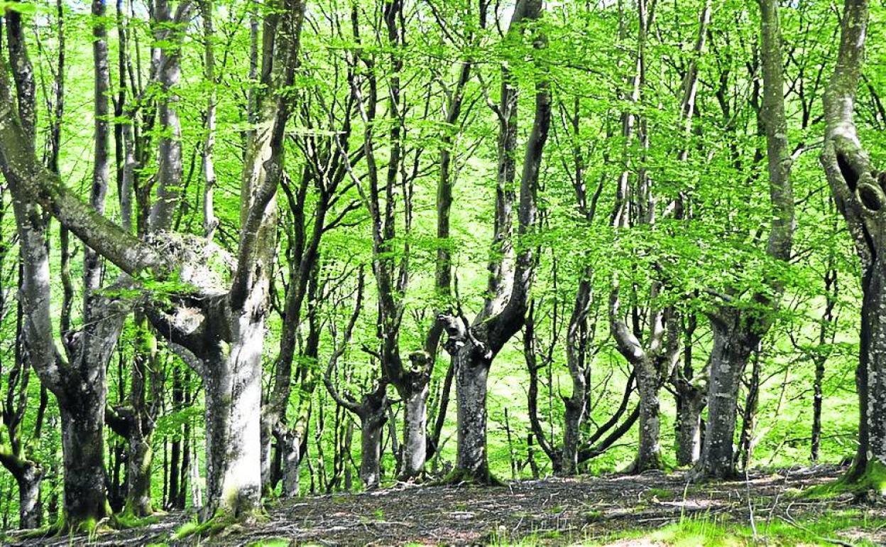 Oieleku, el sueño de miles de noches de verano
