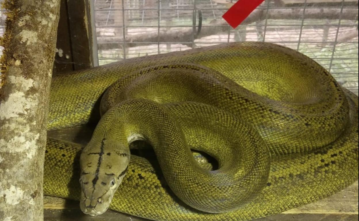 La pitón ha sido trasladada al centro de animales de Carranza