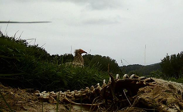 Graban a un alimoche alimentándose en San Sebastián