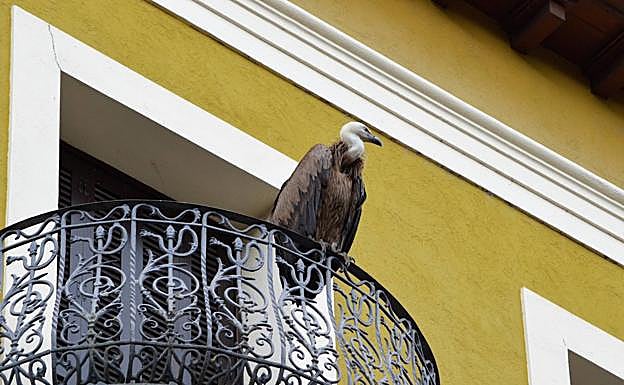 Imágen del buitre posado en el balcon de una vivienda del paseo San Francisco de Tolosa 