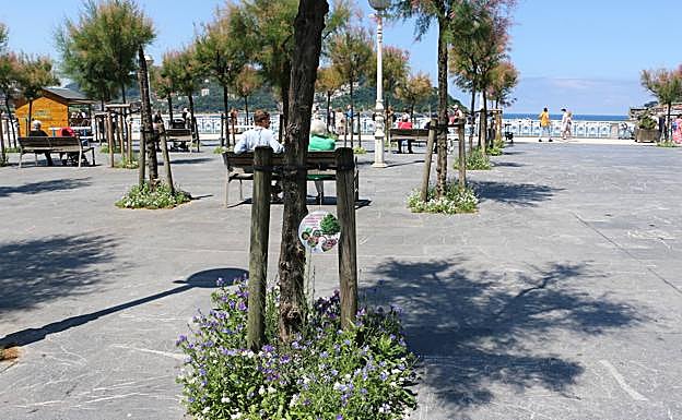 Uno de los alcorques de Alderdi Eder, lleno de flores.