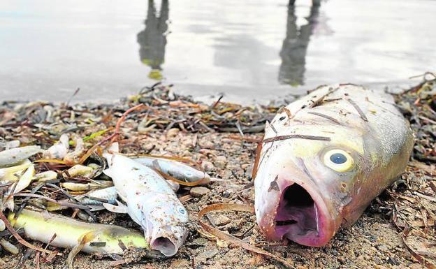 Una gran lubina, rodeada de otros peces muertos, en 2019, en la orilla de la playa de Villananitos, con la silueta de dos agentes medioambientales reflejada en el agua. 