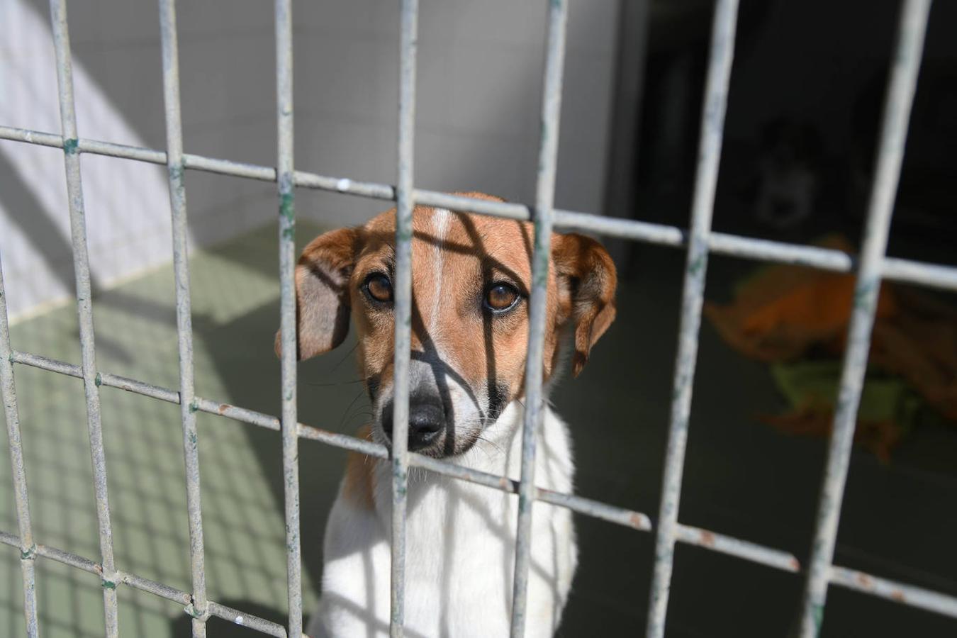 Fotos: «Hace 20 años podíamos llegar a recibir más de 50 perros solo en agosto»