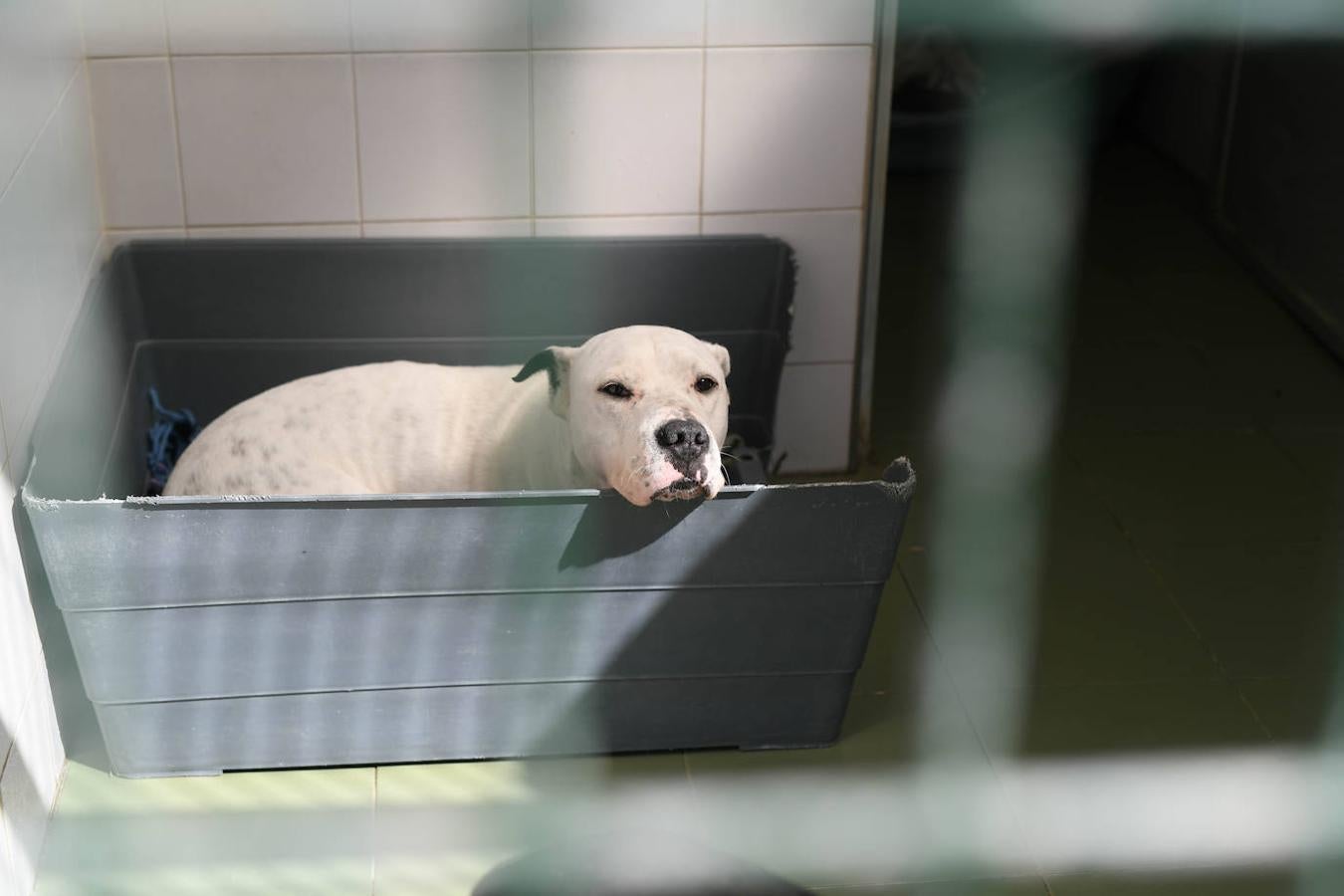 Fotos: «Hace 20 años podíamos llegar a recibir más de 50 perros solo en agosto»