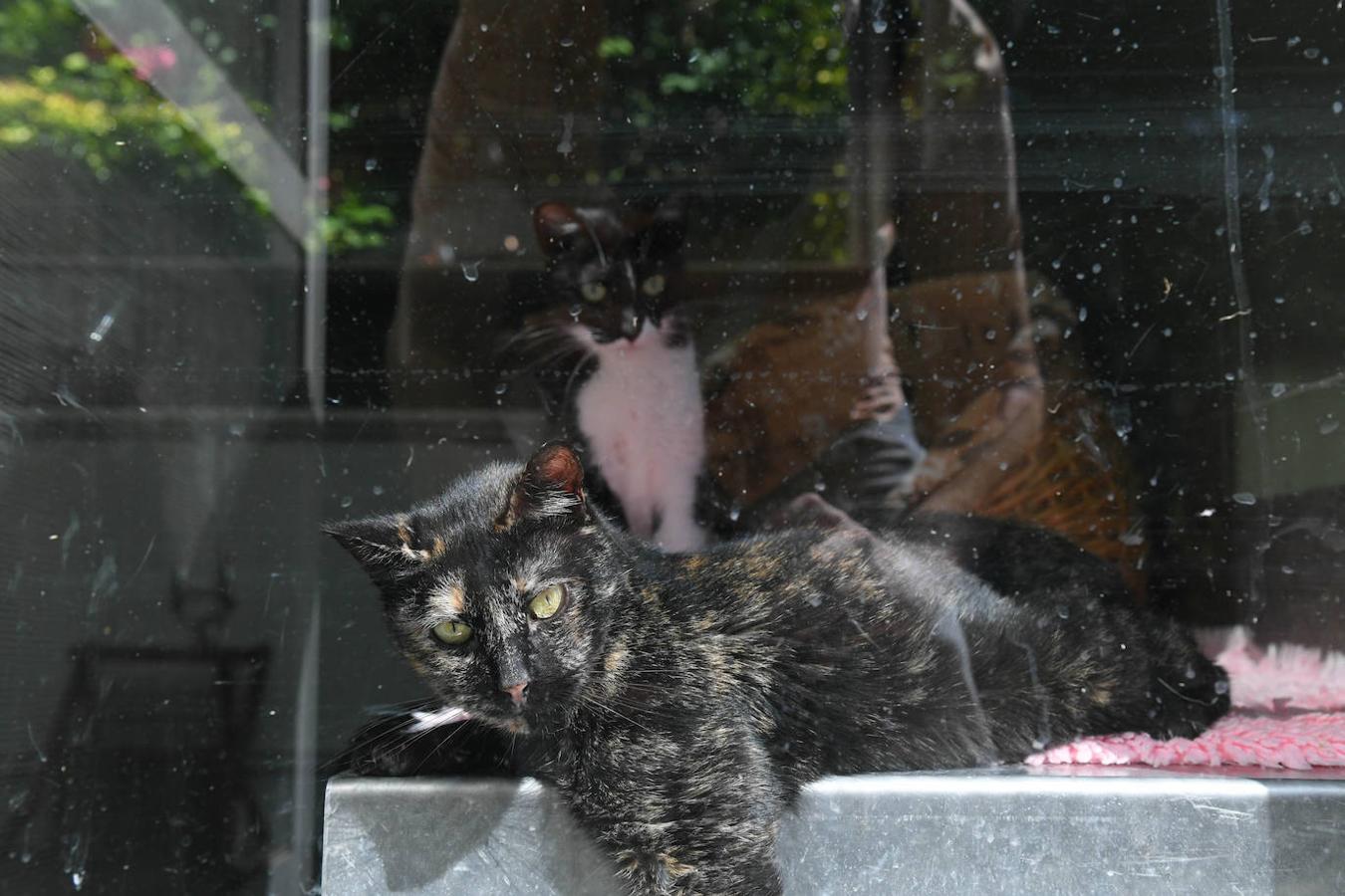 Fotos: «Hace 20 años podíamos llegar a recibir más de 50 perros solo en agosto»