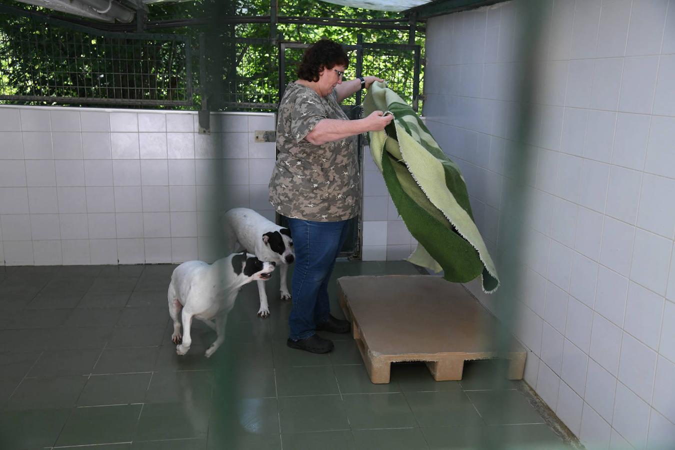 Fotos: «Hace 20 años podíamos llegar a recibir más de 50 perros solo en agosto»