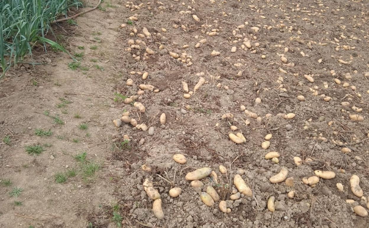 Las patatas listas para ser recogidas tras el paso de los jabalíes. 